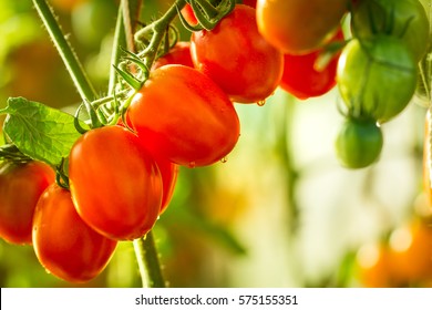 Growing Tomato,Vine Ripe Tomatoes, Red Tomatoes Growing In The Garden In The Park, The Sun Shines, Grape, Cherry, Italia, Fruit, Vine.