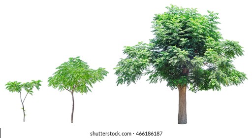 Growing tree isolated on white background. Growth stages. 