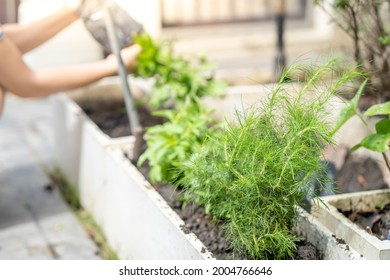 Growing Vegetable Plant Or Dill In White Plant Pot.