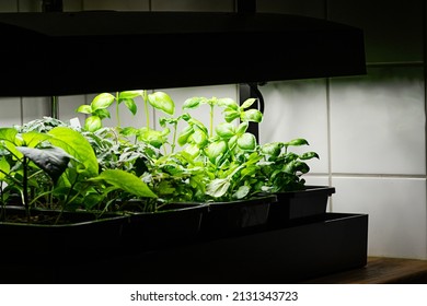 Growing vegetables indoors with grow lights. Fresh basil, lettuce, and tomato plants growing indoors in pots under grow lights. Concept of indoor vegetable garden. - Shutterstock ID 2131343723