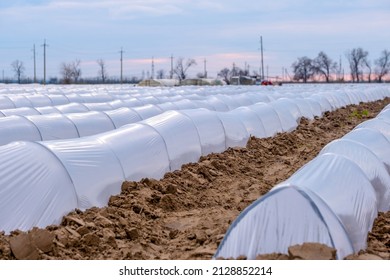 Growing Vegetables Small Greenhouse Under Plastic Stock Photo
