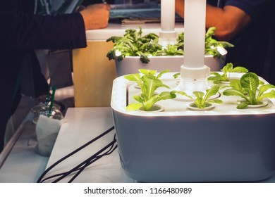 Growing vegetables using LED light.Grow vegetables in the building.