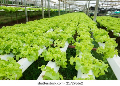 Growing Vegetables Without Soil Stock Photo 217298662 | Shutterstock