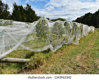 Growing Vine Covered With Protective Mesh, Waiheke Island Vineyard