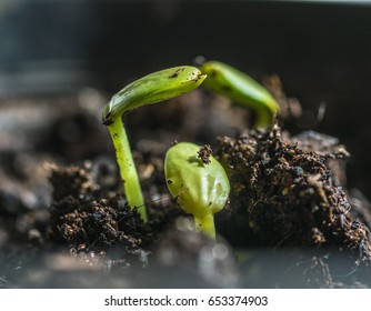 2,738 Melon seedlings Images, Stock Photos & Vectors | Shutterstock