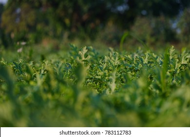 Growing Watermelon Farm Field