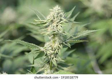 Growing weed in CA 2
