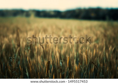 Similar – Wheat field in bright sunshine