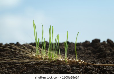 Growing wheat sprouts from old cereal ear on farm field - new life, revival concept.