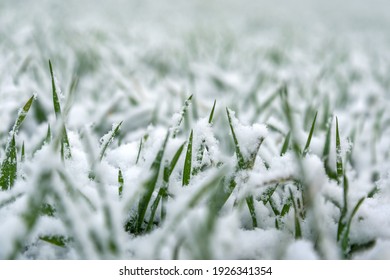 Growing wheat under the snow. - Powered by Shutterstock