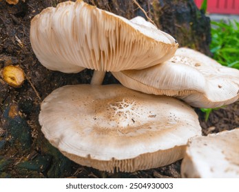 growing white oyster mushrooms in the greenhouse, cultivation, mushrooms growth , close up
 - Powered by Shutterstock