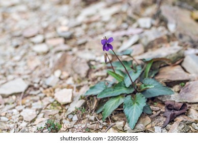 Growing Wild Chinese Herbal Medicine, Cinnamon Officinalis