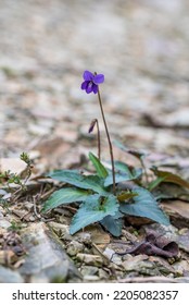 Growing Wild Chinese Herbal Medicine, Cinnamon Officinalis