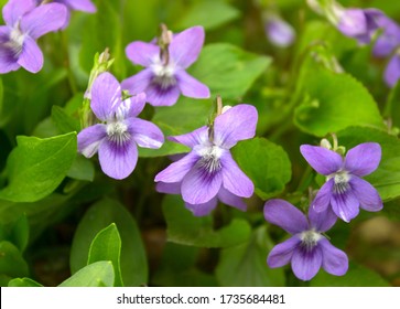 Growing wild common violet plant (wood violet, viola odorata, dog wild violet, viola hirta, viola sororia, sweet violet, Queen Charlotte flower). Closeup, low key