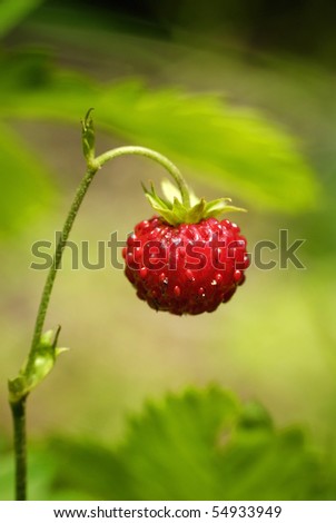 Similar – Foto Bild Himbeeren ernten Frucht