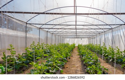 Growing young Cantaloupe melon trees supported by rope in greenhouse.Hydroponics farm in Thailand.