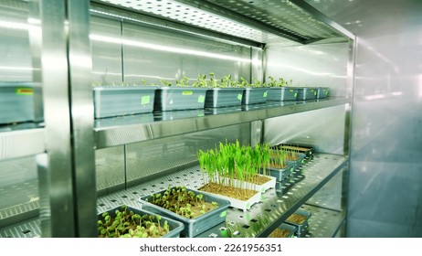 growing of young green sprouts in soil, in small boxes, on shelves of a special chamber, in modern smart laboratory. growing germinating seeds of various grains, breeding crops, - Shutterstock ID 2261956351