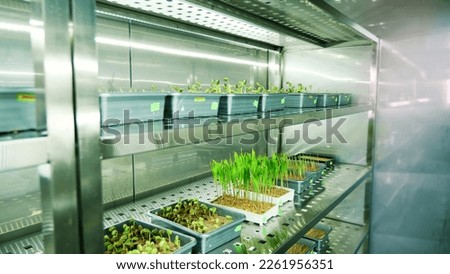 growing of young green sprouts in soil, in small boxes, on shelves of a special chamber, in modern smart laboratory. growing germinating seeds of various grains, breeding crops,
