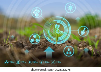 Growing Young Maize Seedling In Cultivated Agricultural Farm Field With Modern Technology Concepts