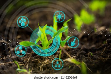 Growing young maize seedling in cultivated agricultural farm field with modern technology concepts