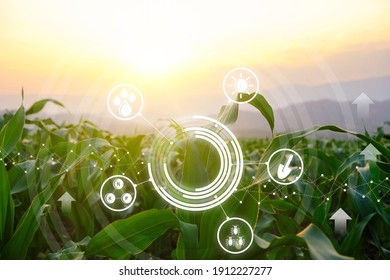 Growing young maize seedling in cultivated agricultural farm field with modern technology concepts