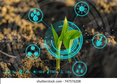 Growing Young Maize Seedling In Cultivated Agricultural Farm Field With Modern Technology Concepts