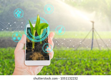 Growing Young Maize Seedling In A Mobile Smartphone On Hand With Modern Agriculture Digital Technology Concepts