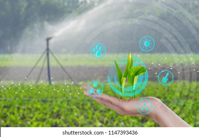 Growing Young Maize Seedling On Hand With Modern Agriculture Digital Technology Concepts