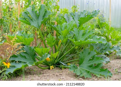 Growing Zucchini In Organic Garden