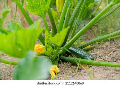 Growing Zucchini In Organic Garden