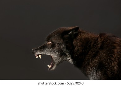 growling black Wolf studio shot with black background