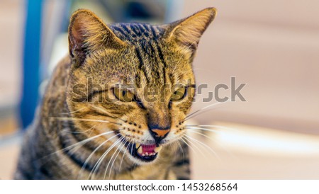 a growling cat at Phi Phi Don beach in Thailand