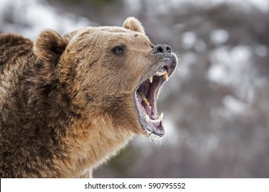 Growling Grizzly Bear