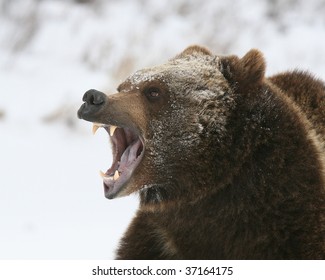 Growling Grizzly Bear With Snow Background