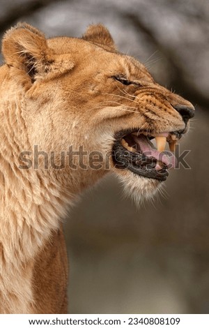 A Growling lioness; powerful woman.