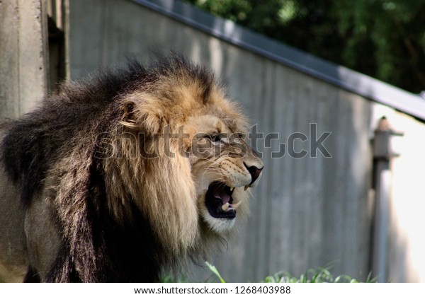 Growling Male Lion Stock Photo (Edit Now) 1268403988