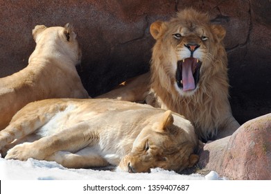 Growling Male Lion In Den With Two Females