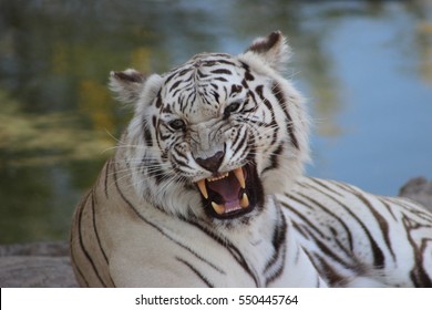 white tiger snarling