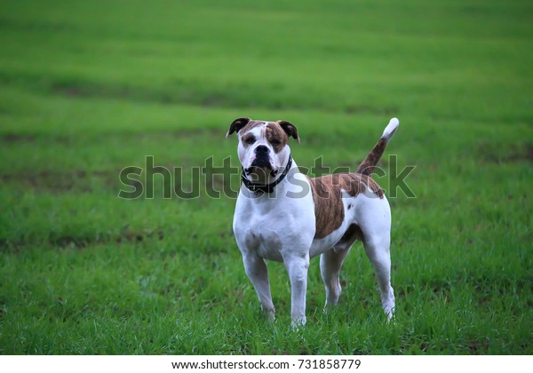 Grown american bulldog in green grass on field.\
Beautiful american\
bulldog.
