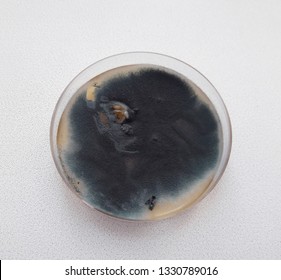 Grown Up Aspergillus Fumigatus On Petri Dish