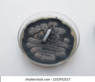 Grown Up Aspergillus Fumigatus On Petri Dish