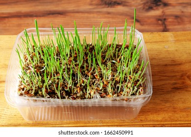 Grown Grass Indoors Improves The Digestive Tract Of Cats