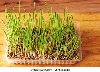 Grown Grass Indoors Improves The Digestive Tract Of Cats