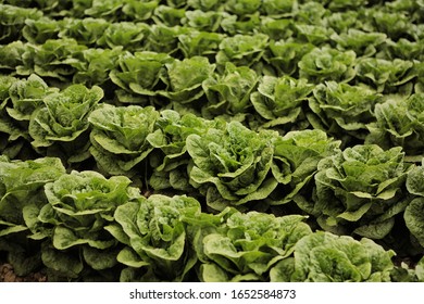 Grown Green Romaine Lettuce Field