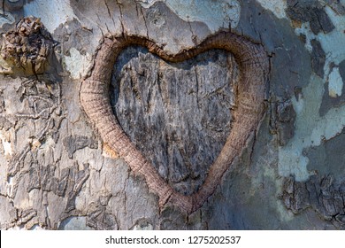 Grown Heart Carving In Tree