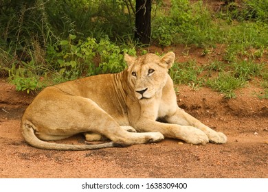 Grown Lion Relaxing But Still Being Awake And Watching The Surrounding At Kruger National Park, South Africa