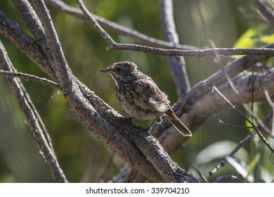 grown up nestling Bluethroat  (Luscinia svecica) sits on a branch