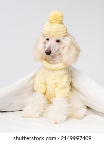 A Grown Up Poodle Puppy Dressed In A White Knitted Sweater And A Hat Lying Under A Blanket On A Bed At Home. Cozy Winter Dog Photo