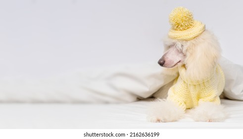 A Grown Up Poodle Puppy Dressed In A White Knitted Sweater And A Hat Lying Under A Blanket On A Bed At Home. Cozy Winter Dog Photo