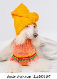 A Grown Up Puppy Of A Poodle Dressed In A Bright Knitted Sweater And A Hat Lying Under A Blanket On A Bed At Home. Cozy Winter Dog Photo